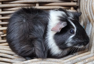 Zutrauliche kleine Meerschweinchen Jungs-jung bis alt-suchen Zuhause 