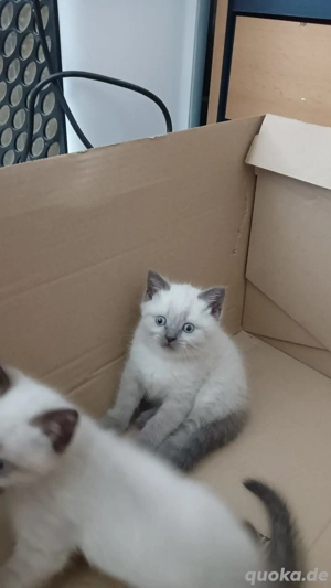 Baby britisch kurzhaar Katzen