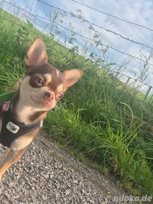 Chihuahua, Mini, reinrassig, Rüde,  8 Monate jung,  Ahnentafel,  EU Ausweis,  vollständig geimpft us