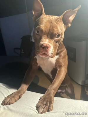 American Pocket Bully 1 Jahr  alt Chocolate White  Bild 6