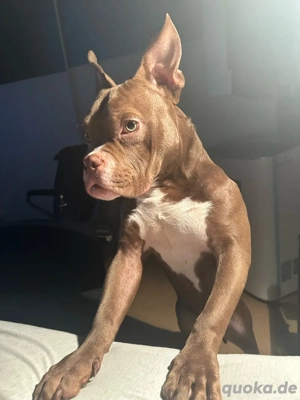 American Pocket Bully 1 Jahr  alt Chocolate White  Bild 1