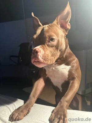 American Pocket Bully 1 Jahr  alt Chocolate White  Bild 5