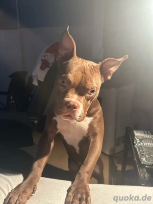 American Pocket Bully 1 Jahr  alt Chocolate White  Bild 4