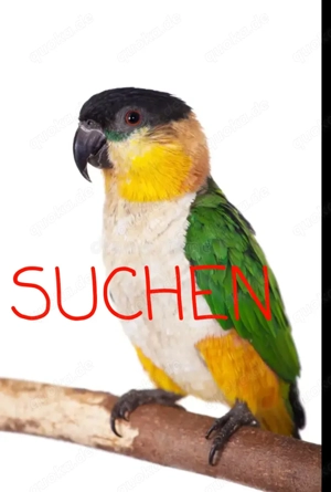 Grünzügelpapagei  (Hahn) gesucht 