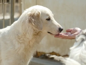Cecilia sucht ihr Zuhause (noch auf Sardinien) Bild 2