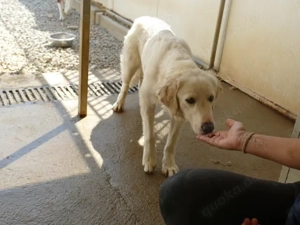 Cecilia sucht ihr Zuhause (noch auf Sardinien) Bild 4