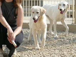 Cecilia sucht ihr Zuhause (noch auf Sardinien) Bild 5