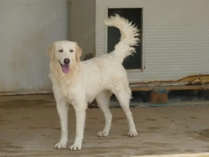 Cecilia sucht ihr Zuhause (noch auf Sardinien) Bild 3