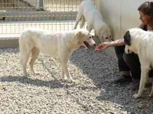 Cecilia sucht ihr Zuhause (noch auf Sardinien) Bild 6