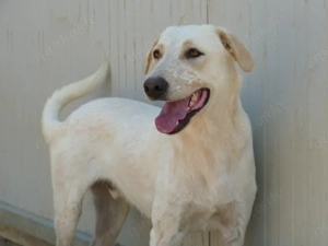 Cardo sucht sein Zuhause (noch auf Sardinien)