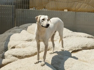 Cardo sucht sein Zuhause (noch auf Sardinien) Bild 5
