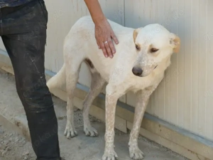 Cardo sucht sein Zuhause (noch auf Sardinien) Bild 3