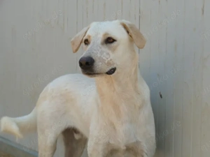 Cardo sucht sein Zuhause (noch auf Sardinien) Bild 2