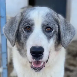 Ryat, geb. ca.12 2023,lebt in GRIECHENLAND, im städt. Tierheim Serres