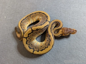 Pinstripe 100% het Clown