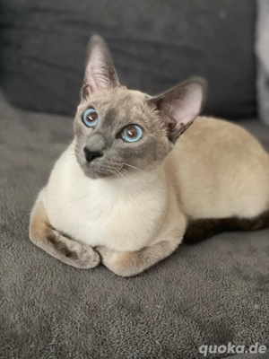 Reinrassige Siamkatze in Blue-Point mit zubehör
