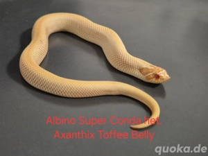 NZ 2025 - Hakennasen, Hognose (Toffee, Albino, Axanthic, Super Conda) Bild 4