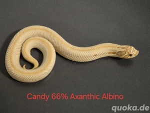 NZ 2025 - Hakennasen, Hognose (Toffee, Albino, Axanthic, Super Conda) Bild 2