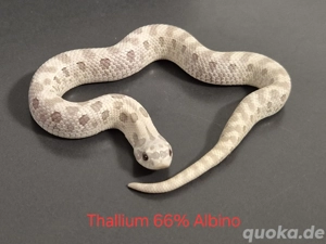 NZ 2025 Heterodon Nasicus - Toxic, Yeti, Toffee Glow, Axamthic Super Conda