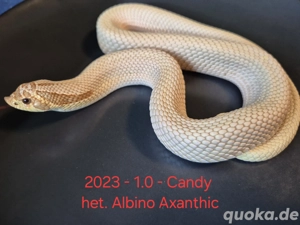 (Sub-)Adulte 2019 - 2024 Hakennasennattern