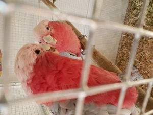 Rosakakadu 1,1 zu verkaufen