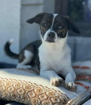 Shadie   unser anhängliches und immer freundliches Hundemädchen