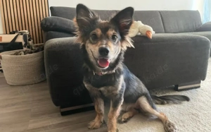 Milou - kleiner Wirbelwind auf Familiensuche