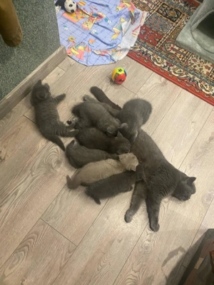 Britisch Kurthaar Kätzchen