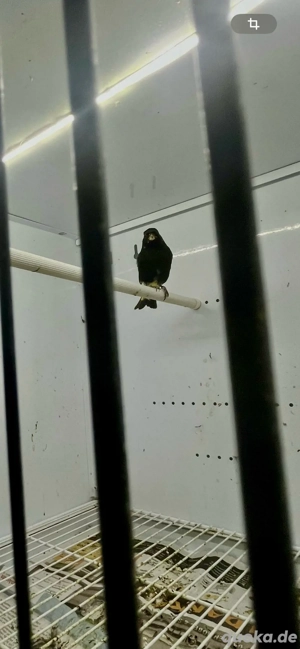 Eine weiblche Schwarzzeisig 2024 