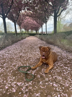  Deckrüde Bordeauxdogge   Amarok, 4 Jahre   sanft, loyal & kinderlieb 