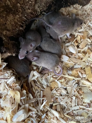 Afrikanische Zwergmaus