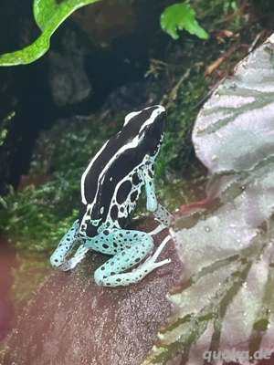 Dendrobates tinctorius "awarape" powder blue pfeilgiftfrösche Dendrobaten 