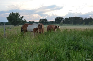 Offenstallplätze für Islandpferde frei