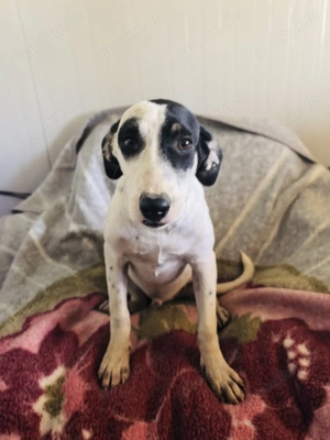 Momo ein liebenswerter toller Rüde