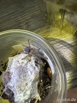 Vogelspinnen zu verkaufen