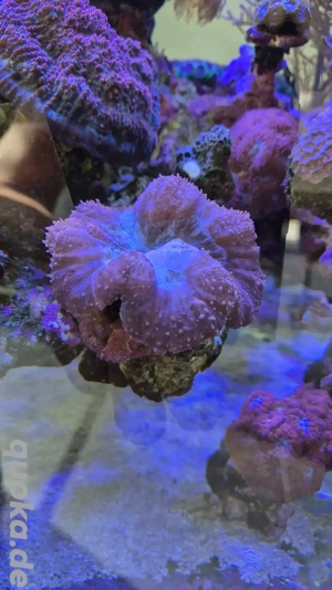 Meerwasser Aquarium Korallen Lobophylia