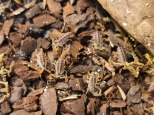 Centruroides vittatus aus Nachzucht Bild 3