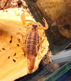 Centruroides vittatus aus Nachzucht Bild 2