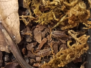 Centruroides vittatus aus Nachzucht Bild 5