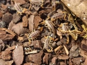 Centruroides vittatus aus Nachzucht Bild 6
