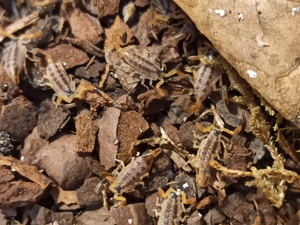 Centruroides vittatus aus Nachzucht Bild 7