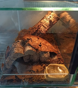Centruroides vittatus aus Nachzucht Bild 8