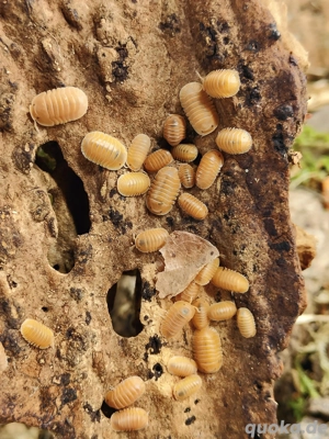 Cubaris sp. "Giant Nguyen" Crabby 