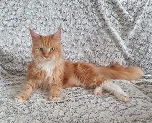 Wunderschöne Maine-Coon-Mieze abzugeben