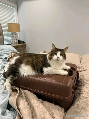 Entzückende Maine Coon zur Adoption