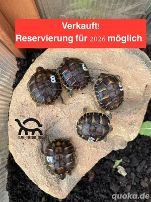 Testudo Hermanni Hermanni (Apulien) SELTEN!