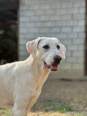 Liebe Hündin sucht ein zu Hause