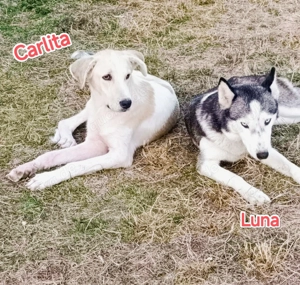 Luna braucht ein richtiges Zuhause Bild 8