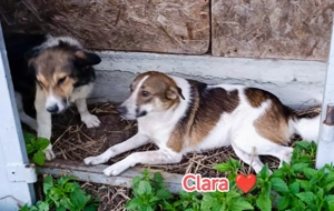 Clara - schenkst du ihr ein Zuhause für immer? Bild 7