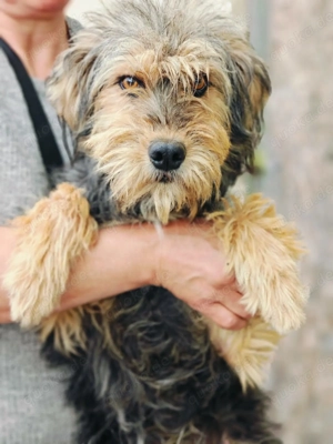 Duffy hätte gerne ein Zuhause für immer